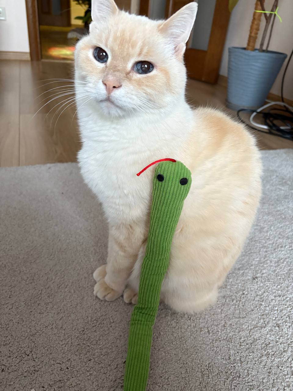 Upwork video meeting sharing instruction